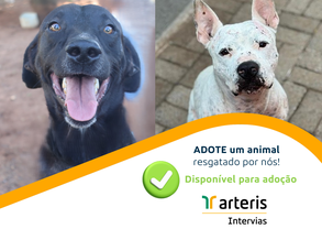 ARTERIS_Template PPT Me Adota