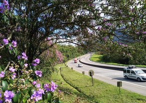 Garuva-km000+700-Tibouchina granulosa (14)