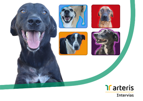 Imagem1 - cão