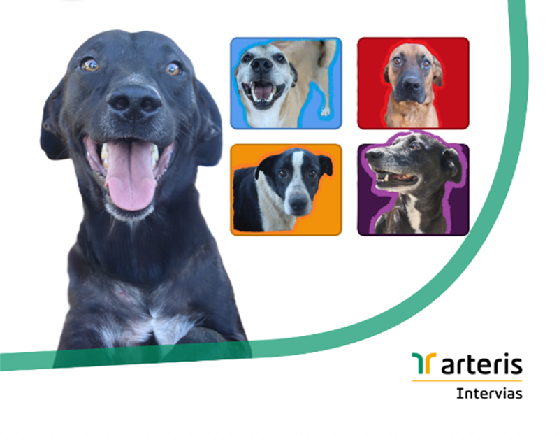 Imagem1 - cão
