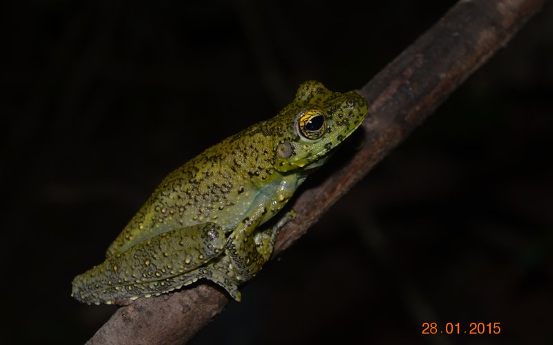 Itapotihyla langsdorfii