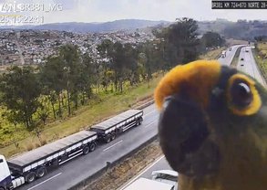 Periquito