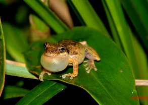 Scinax granulatus