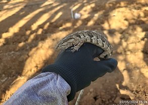 fauna resgatada (4)